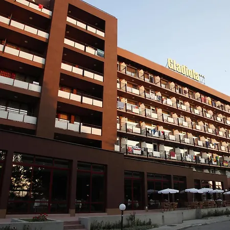 Gladiola Star Nisipurile de Aur